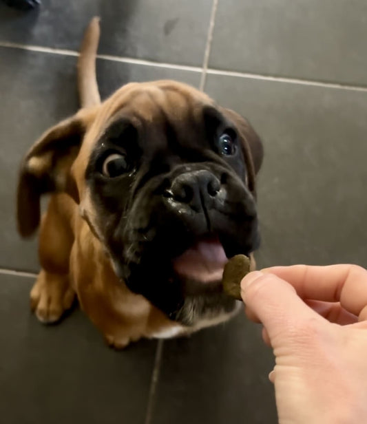 Pourquoi offrir des friandises artisanales à son chien ?