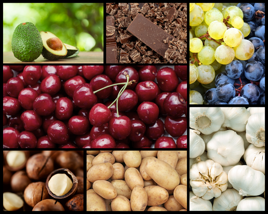 Les aliments interdits pour chiens