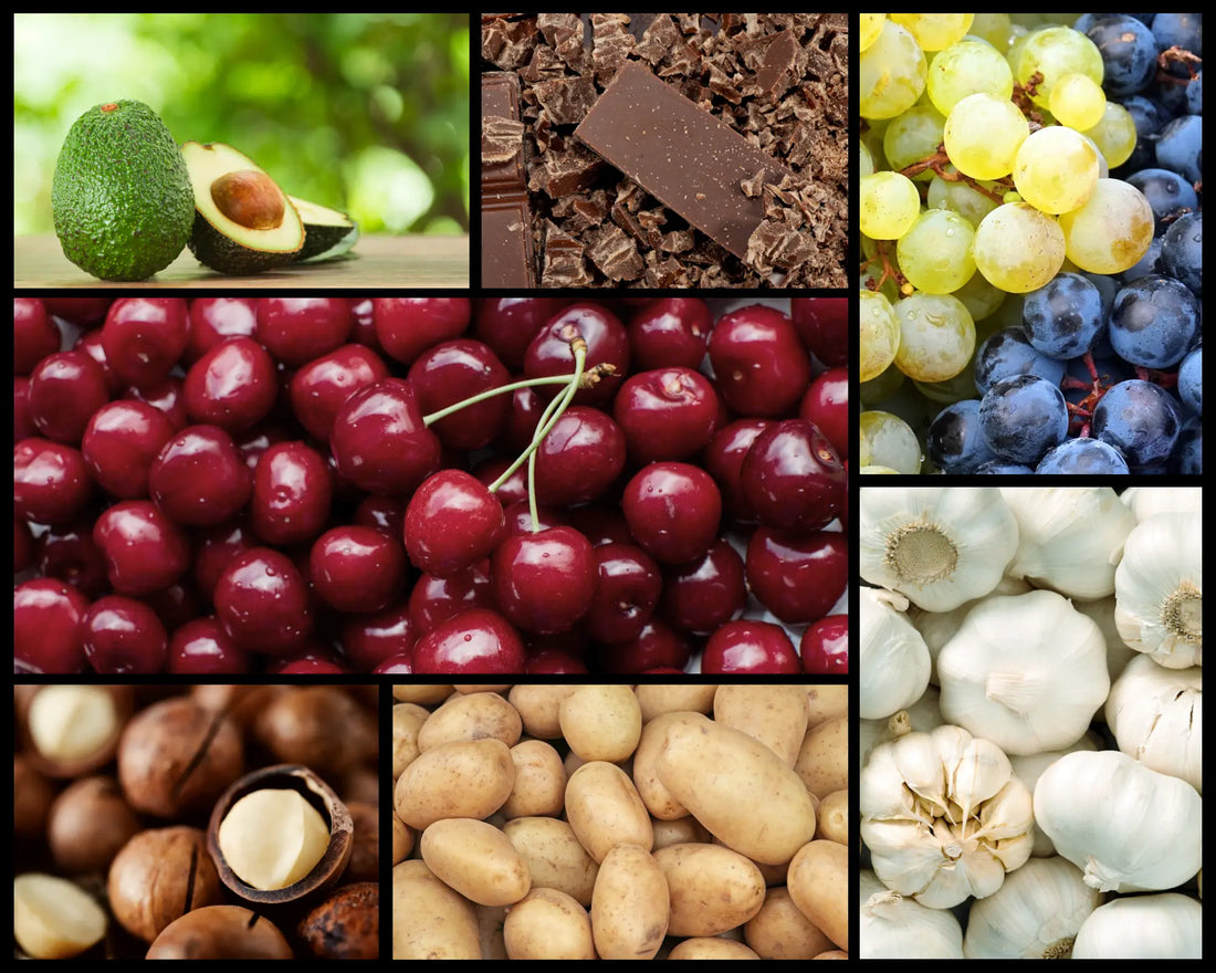 Les aliments interdits pour chiens - Croc'2ouaf