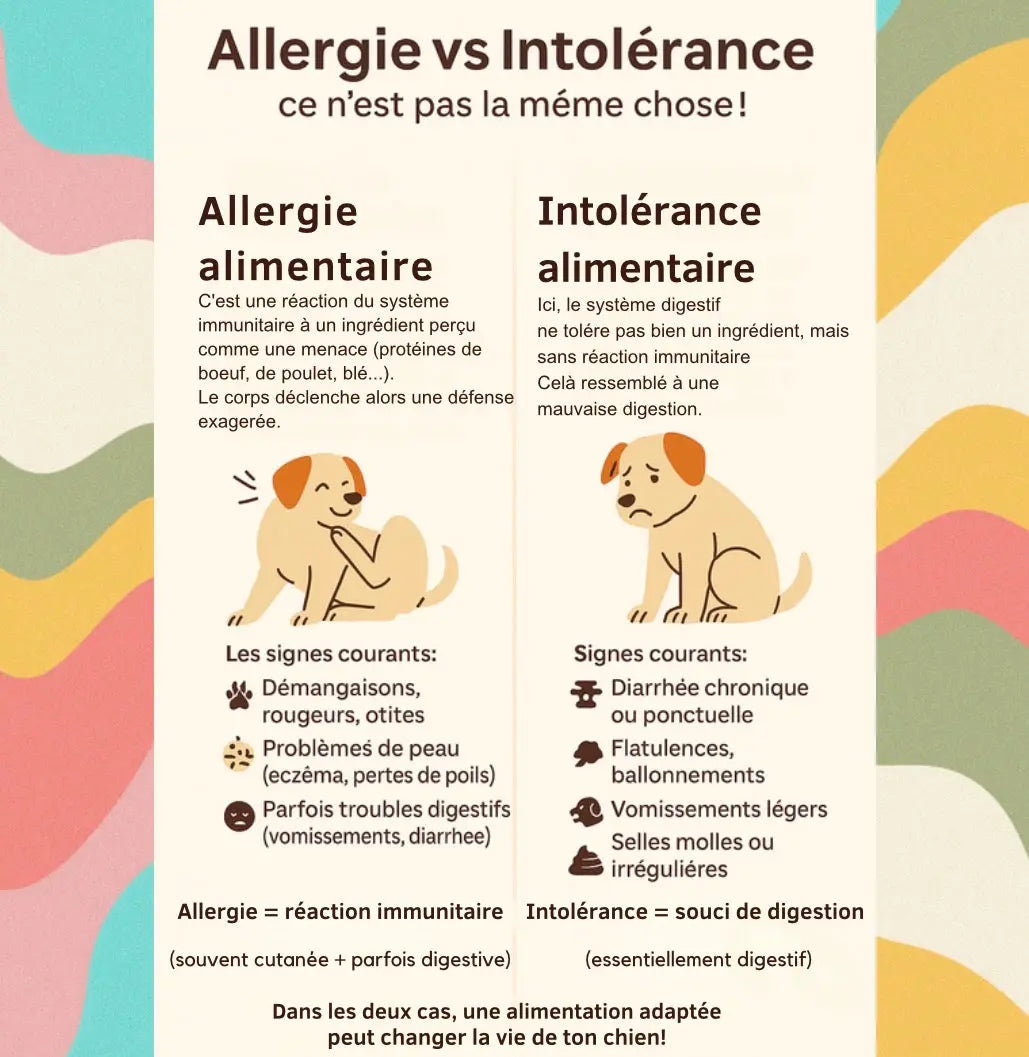 Allergies alimentaires chez le chien : comment les reconnaître et quelles solutions naturelles adopter ? - Croc'2ouaf