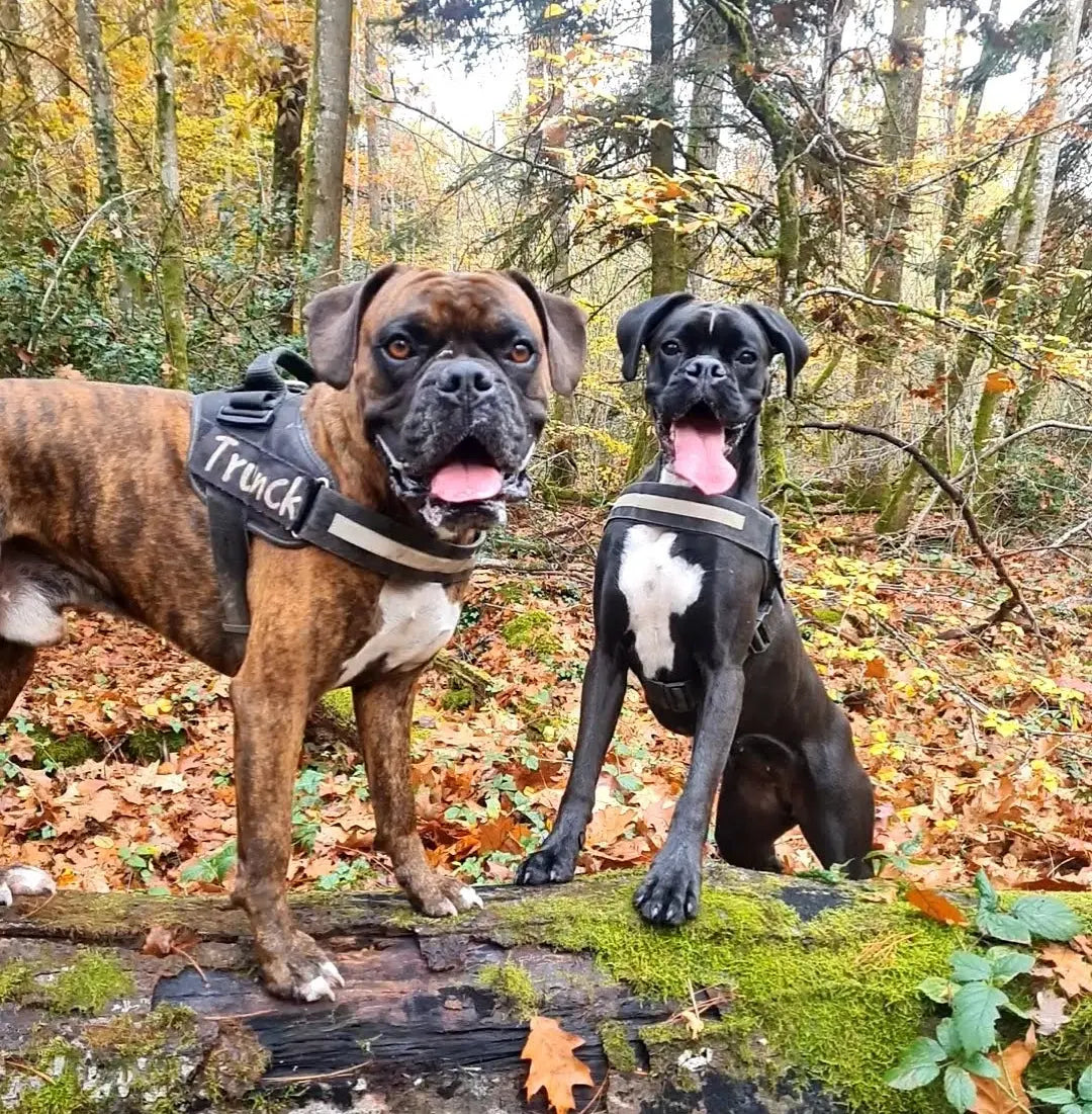Les plantes toxiques chien - Croc'2ouaf